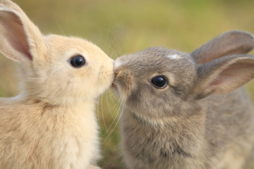 pf-rabbit-love